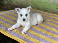 Aspen # 3 silver dawn sable panda female, a female German Shepherd Dog for sale in Cullman, AL – 3 of 10