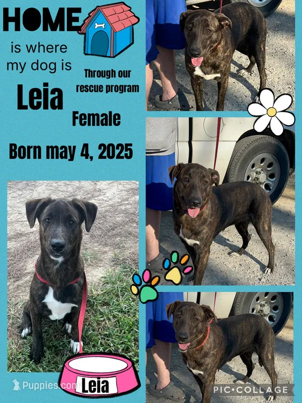 Leia – German Shepherd Dog, Labrador Retriever puppy for sale in Cullman, AL