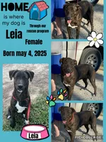 Leia, a male German Shepherd Dog and Labrador Retriever for sale in Cullman, AL – Photo 1 of 4