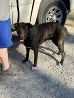 Leia, a male German Shepherd Dog and Labrador Retriever for sale in Cullman, AL – Photo 4 of 4