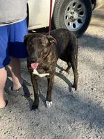 Leia, a male German Shepherd Dog and Labrador Retriever for sale in Cullman, AL – Photo 2 of 4
