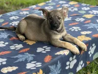 Mila Puppy #1 silver sable female, a female German Shepherd Dog for sale in Cullman, AL – 2 of 10