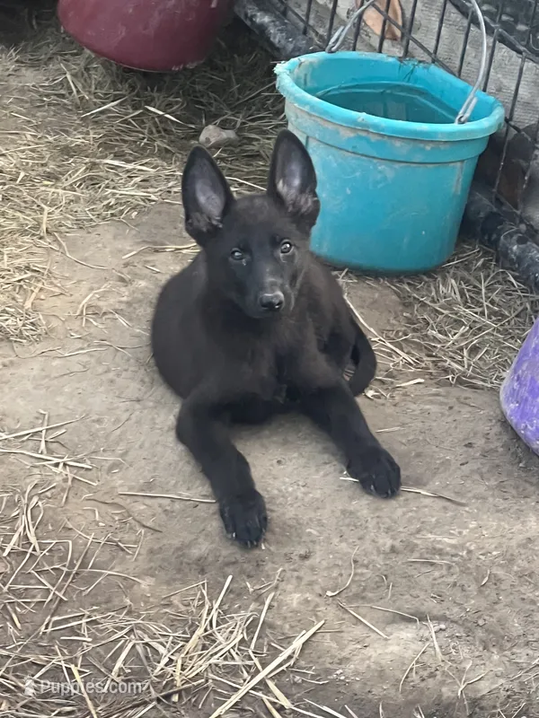 Onyx # 2 solid black male – German Shepherd Dog puppy for sale in Cullman, AL