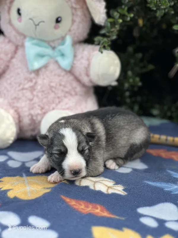 Male # 1 Panda – German Shepherd Dog puppy for sale in Cullman, AL