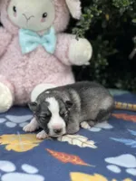 Sterling  # 1 Black and silver sable Panda male, a female German Shepherd Dog for sale in Cullman, AL – 7 of 10