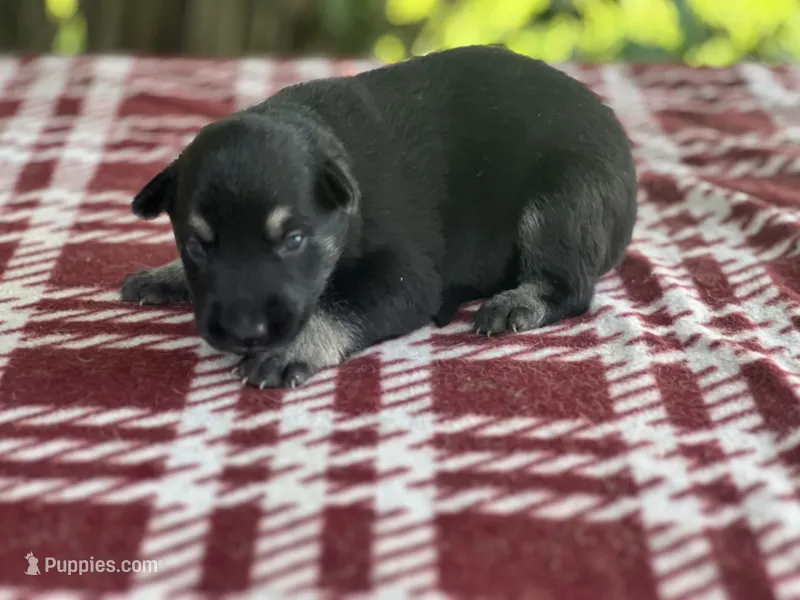 Female # 5 black & silver – German Shepherd Dog puppy for sale in Cullman, AL