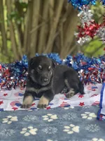 Josephine # 5 black & silver female, a female German Shepherd Dog for sale in Cullman, AL – 5 of 10