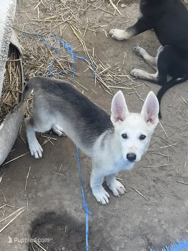 Akira # 4 silver  sable panda female – German Shepherd Dog puppy on hold in Cullman, AL