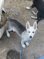 Akira # 4 silver  sable panda female, a female German Shepherd Dog for sale in Cullman, AL – 2 of 10