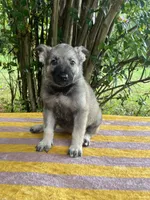 Mila Puppy #1 silver sable female, a female German Shepherd Dog for sale in Cullman, AL – 3 of 10
