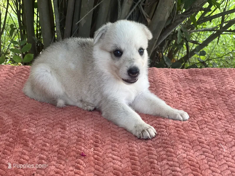 Aspen # 3 silver dawn sable panda female – German Shepherd Dog puppy for sale in Cullman, AL