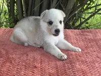 Aspen # 3 silver dawn sable panda female, a female German Shepherd Dog for sale in Cullman, AL – 1 of 10