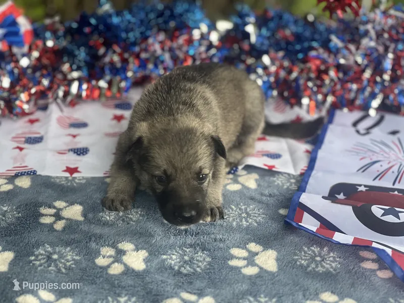 Female 1 dark silver sable – German Shepherd Dog puppy for sale in Cullman, AL