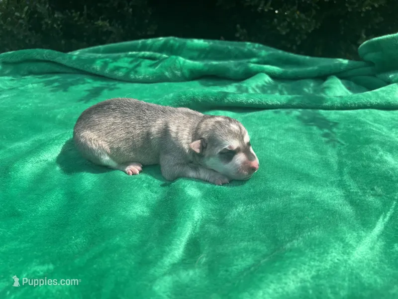 Female # 2 – German Shepherd Dog puppy for sale in Cullman, AL
