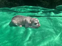 Female # 2, a female German Shepherd Dog for sale in Cullman, AL – 1 of 3