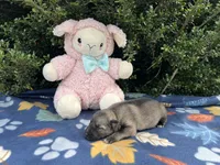 Female 1 dark silver sable, a female German Shepherd Dog for sale in Cullman, AL – 2 of 5