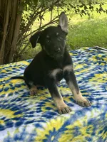 Josephine # 5 black & silver female, a female German Shepherd Dog for sale in Cullman, AL – 2 of 10