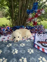 Aspen # 3 silver dawn sable panda female, a female German Shepherd Dog for sale in Cullman, AL – 5 of 10