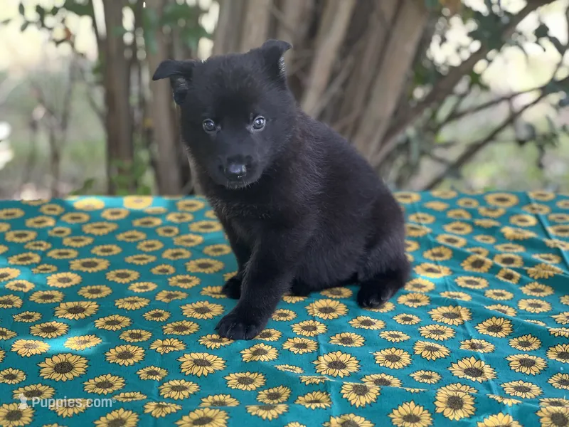 Onyx # 2 solid black male – German Shepherd Dog puppy for sale in Cullman, AL