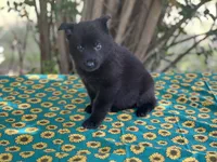 Onyx # 2 solid black male, a male German Shepherd Dog for sale in Cullman, AL – 4 of 10