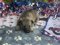 Mila Puppy #1 silver sable female, a female German Shepherd Dog for sale in Cullman, AL – 3 of 7