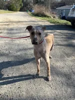 Jabba, a male German Shepherd Dog and Labrador Retriever for sale in Cullman, AL – Photo 6 of 7