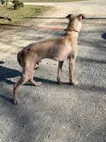Jabba, a male German Shepherd Dog and Labrador Retriever for sale in Cullman, AL – Photo 5 of 7