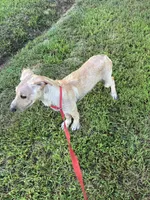 Jabba, a male German Shepherd Dog and Labrador Retriever for sale in Cullman, AL – Photo 3 of 7