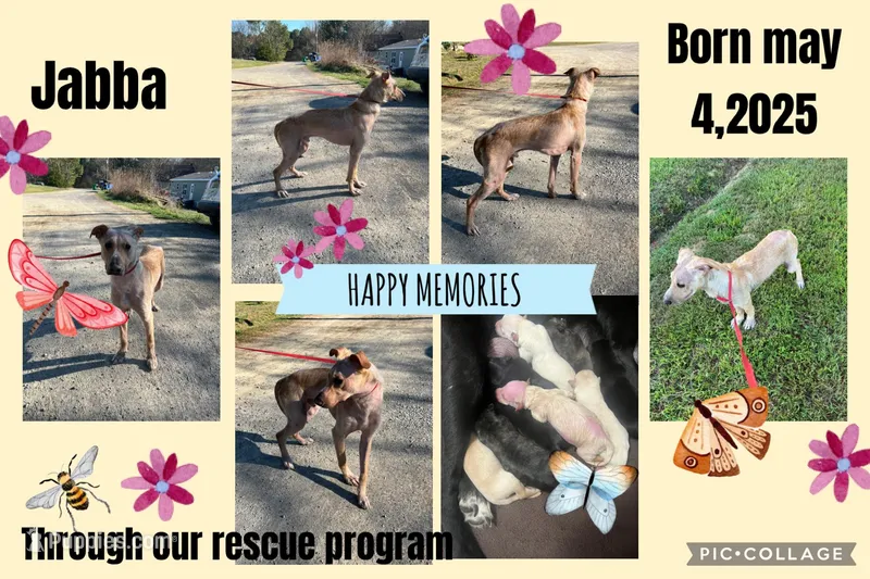 Jabba, a male German Shepherd Dog and Labrador Retriever for sale in Cullman, AL – Photo 1 of 7