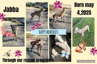 Jabba, a male German Shepherd Dog and Labrador Retriever for sale in Cullman, AL – Photo 1 of 7