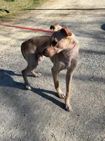 Jabba, a male German Shepherd Dog and Labrador Retriever for sale in Cullman, AL – Photo 4 of 7