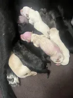 Jabba, a male German Shepherd Dog and Labrador Retriever for sale in Cullman, AL – Photo 2 of 7