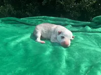 Akira # 4 silver  sable panda female, a female German Shepherd Dog for sale in Cullman, AL – 10 of 10