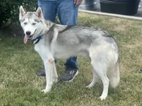 OG, a  Siberian Husky for sale in Cullman, AL – 5 of 7