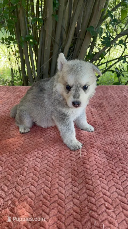 Nemue # 2 silver sable reverse mask female  – German Shepherd Dog puppy for sale in Cullman, AL