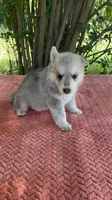 Nemue # 2 silver sable reverse mask female , a female German Shepherd Dog for sale in Cullman, AL – 1 of 10