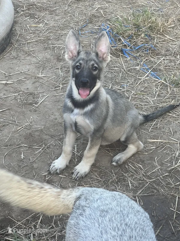 Mila Puppy #1 silver sable female – German Shepherd Dog puppy for sale in Cullman, AL