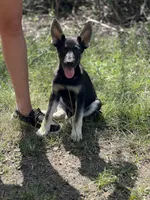 Josephine # 5 black & silver female, a female German Shepherd Dog for sale in Cullman, AL – 1 of 10