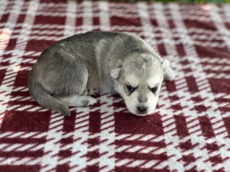 Female # 2 silver sable reverse mask – German Shepherd Dog puppy for sale in Cullman, AL