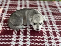 Nemue # 2 silver sable reverse mask female , a female German Shepherd Dog for sale in Cullman, AL – 6 of 10