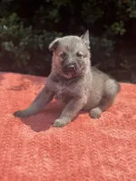 Mila Puppy #1 silver sable female, a female German Shepherd Dog for sale in Cullman, AL – 2 of 7