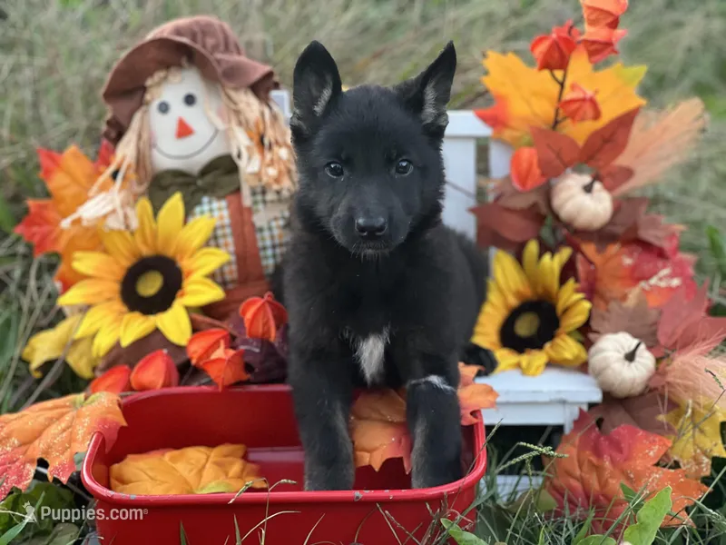 Righteous, a female German Shepherd Dog for sale in Cullman, AL – Photo 1 of 10