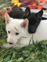 Righteous, a female German Shepherd Dog for sale in Cullman, AL – Photo 6 of 10