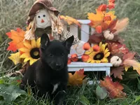 Righteous, a female German Shepherd Dog for sale in Cullman, AL – Photo 3 of 10