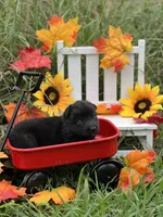Righteous, a female German Shepherd Dog for sale in Cullman, AL – Photo 9 of 10