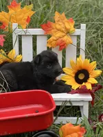 Righteous, a female German Shepherd Dog for sale in Cullman, AL – Photo 10 of 10