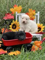 Righteous, a female German Shepherd Dog for sale in Cullman, AL – Photo 8 of 10