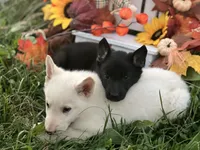 Righteous, a female German Shepherd Dog for sale in Cullman, AL – Photo 5 of 10