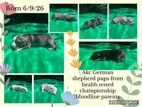Male # 2, a female German Shepherd Dog for sale in Cullman, AL – 2 of 3