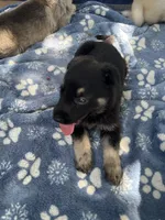 Josephine # 5 black & silver female, a female German Shepherd Dog for sale in Cullman, AL – 2 of 10